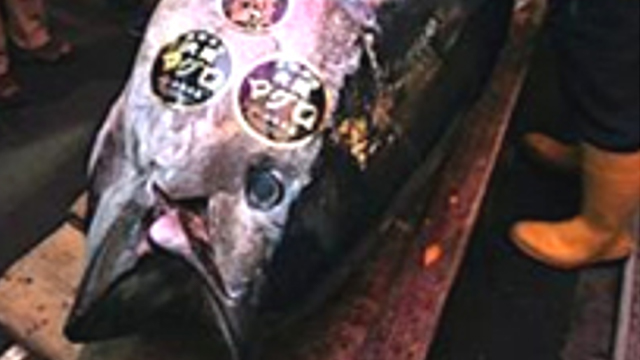 One Tuna Sold for JPY56.49 Million at the New Year's Day Auction!?